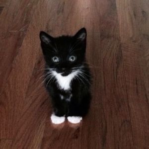 Meet your Posher, Alla